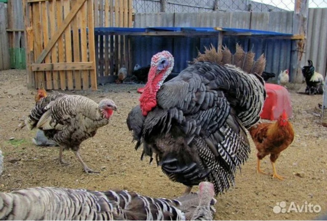 Двор из детства.