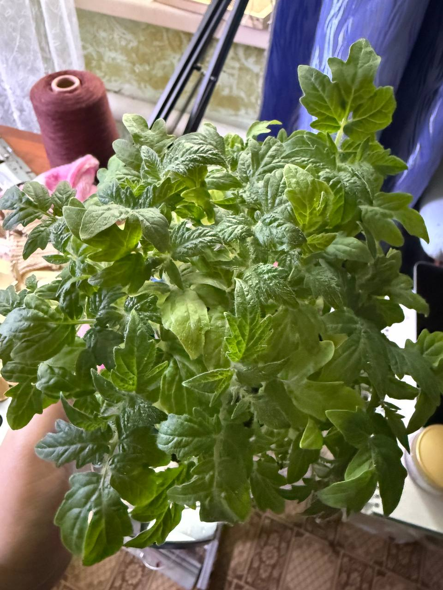 Моя рассада перед пикировкой, высаженная по моему "скоростному" методу 