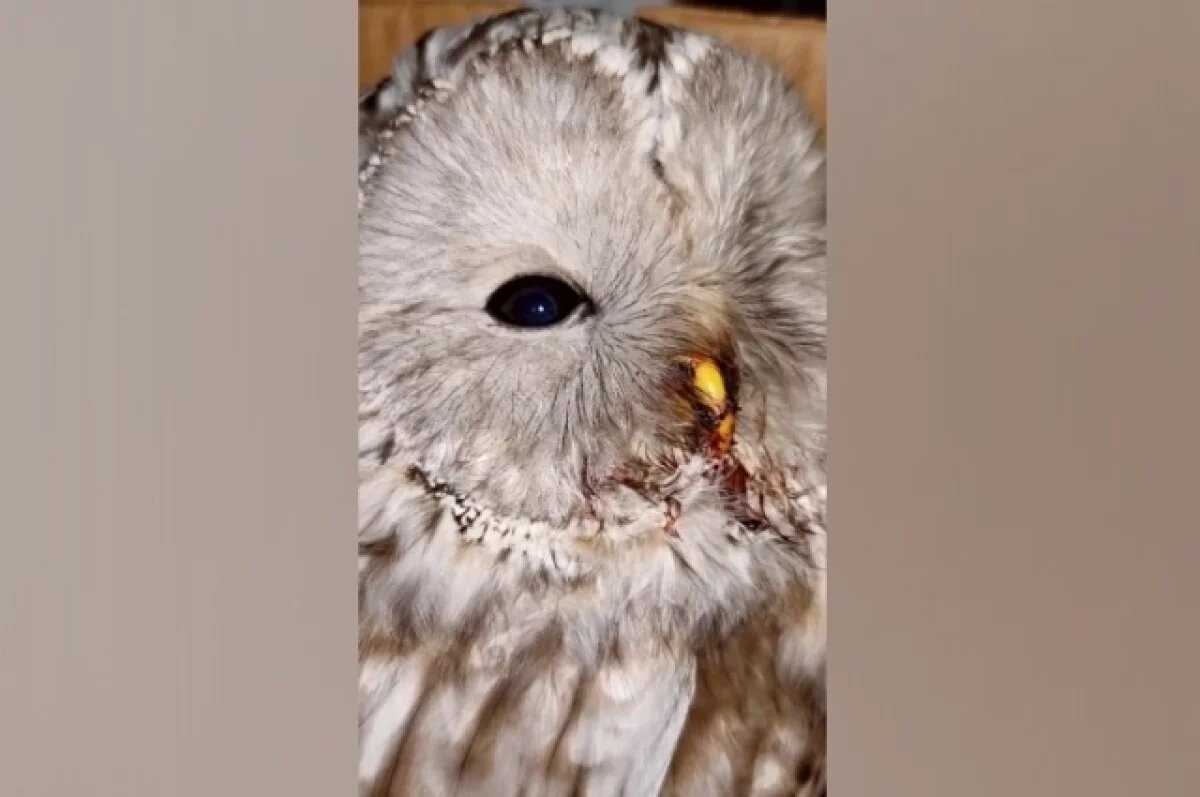    Раненая неясыть.