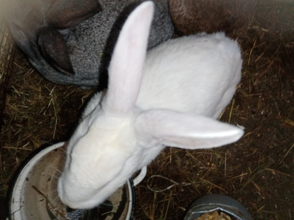 Кроликов мой дед завёл случайно, ехали они с племянником куда-то, а на станции крольчат продают, и стал тот просить:"Дядь Сань, купи, купи, пожалуйста!". Он и купил.