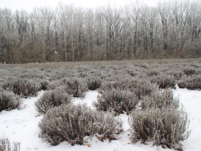 Лавандовое поле зимой / Фото: Елена Ховхун