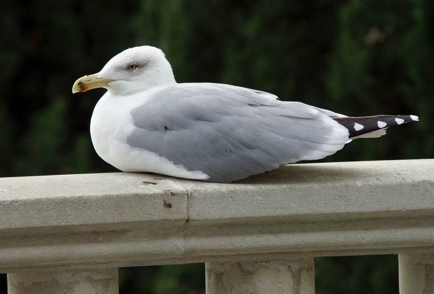 Он – чайка.