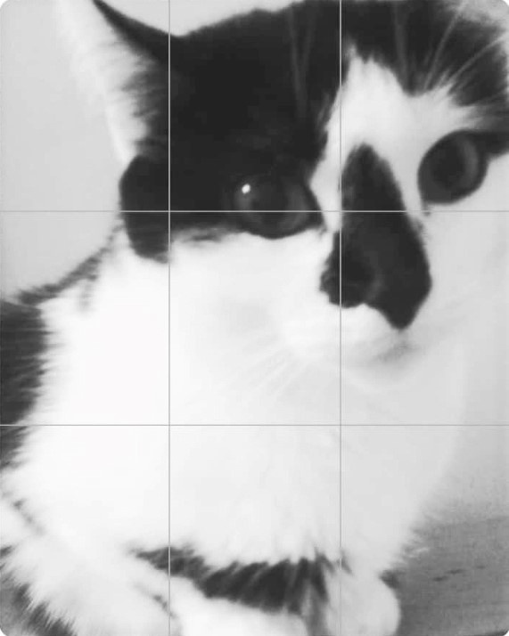 Ольга поделилась снимком Фроси. 