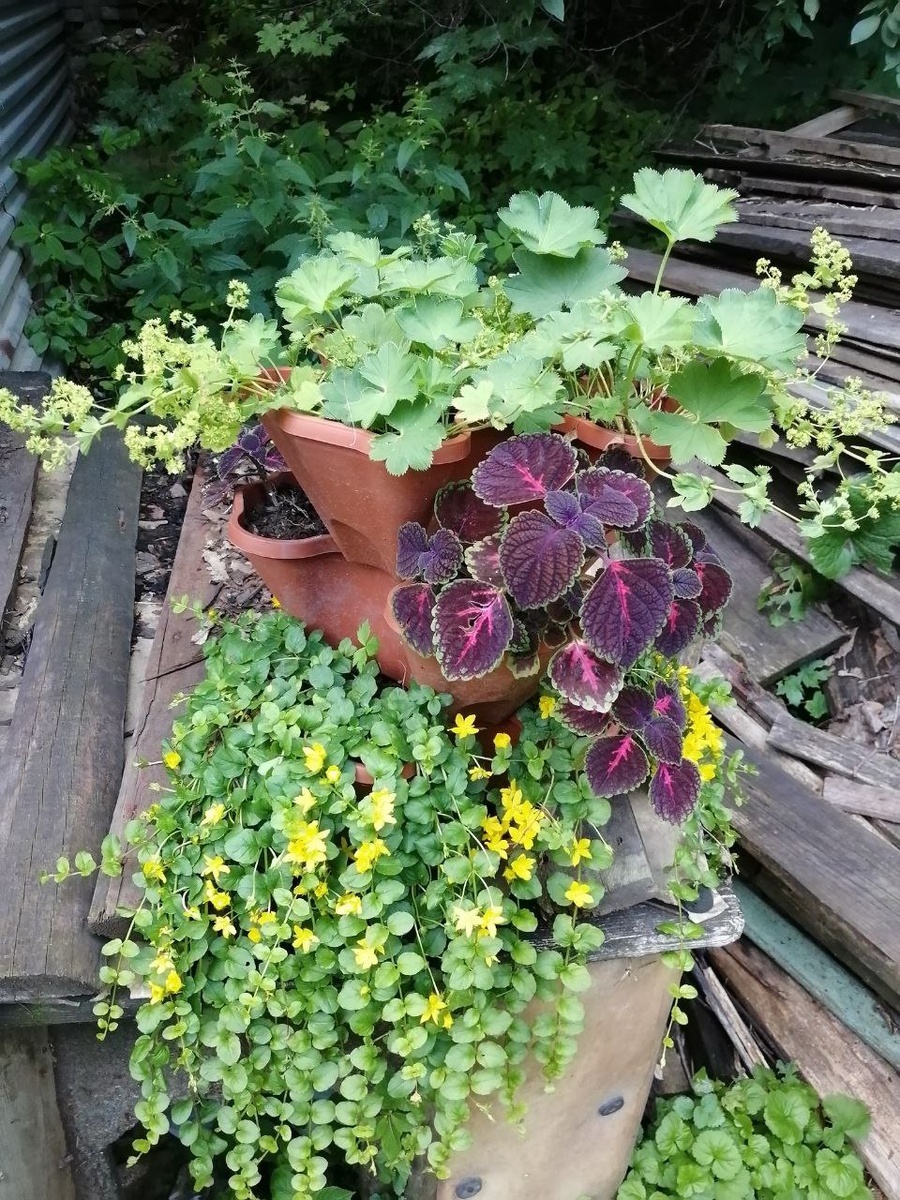 Теперь я часто его использую 🤣 вербейник монеточный  принесен с того самого трамвайного бугра 🤣