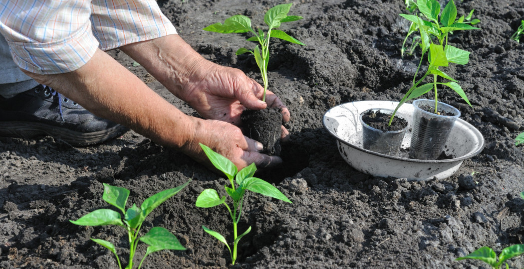 Посадка перца шаг за шагом. Как это сделать, чтобы получить обильный урожай?