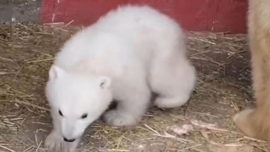     Источник: скриншот из видео Пермского зоопарка