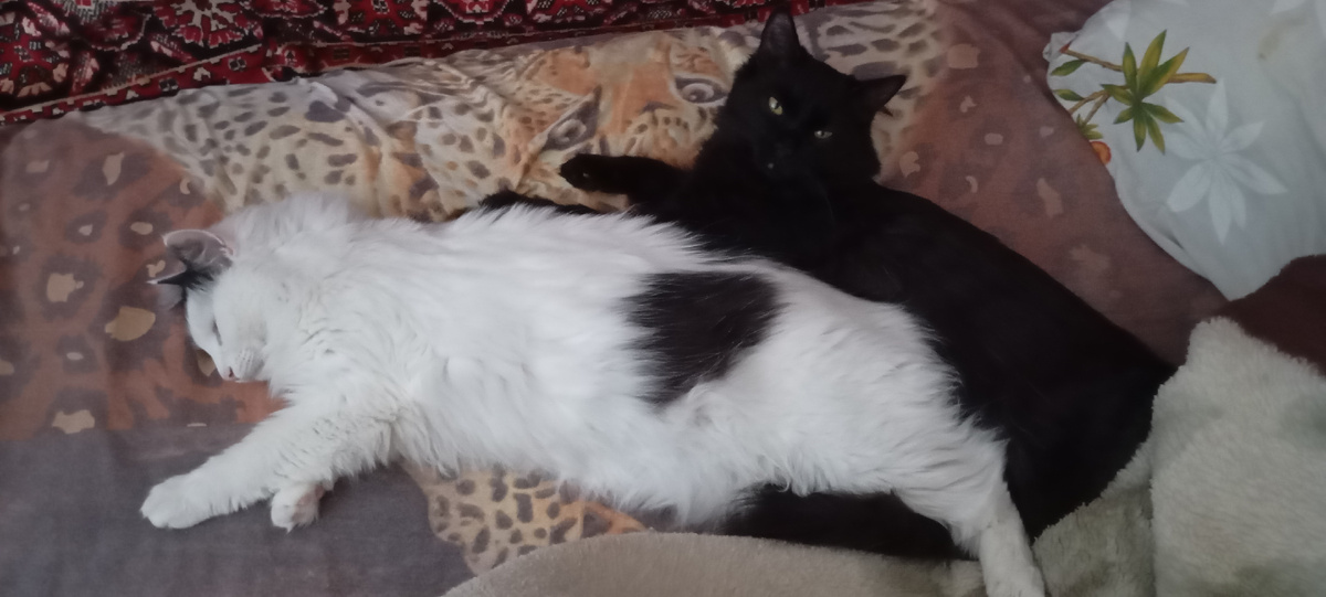 Мартовские коты.