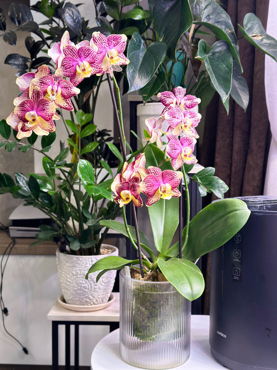 Пиниф полный роспуск