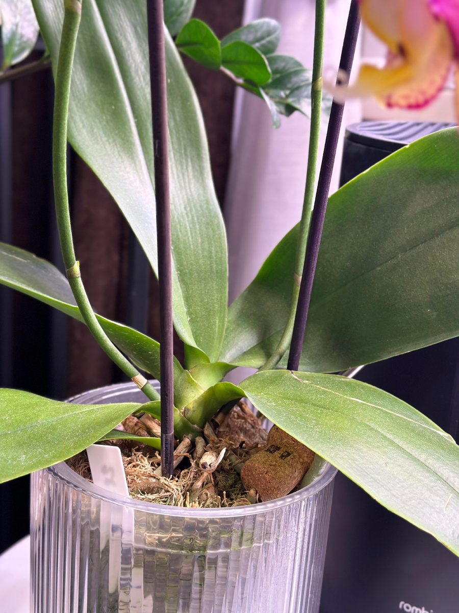 Розетка пинифа