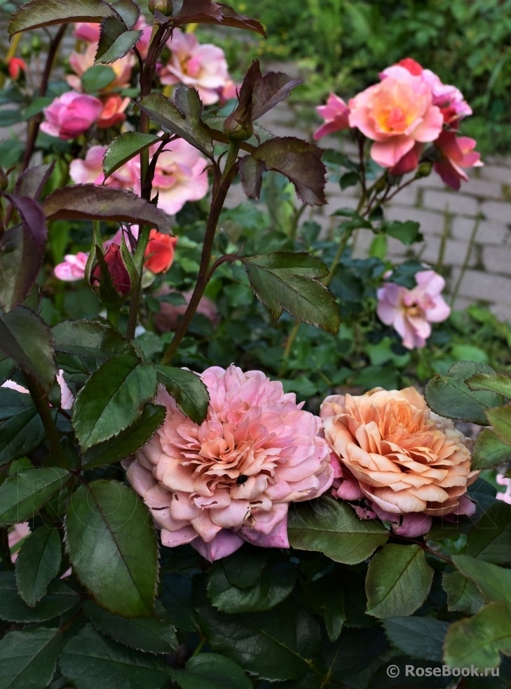 Роза Мияби, фото из Энциклопедии роз