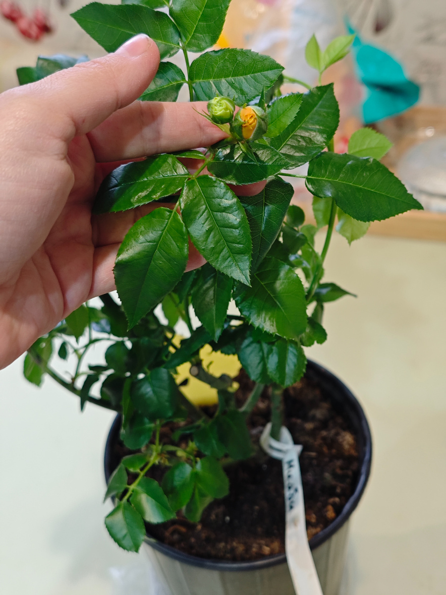 Моя Мияби от ЛПХ Корни