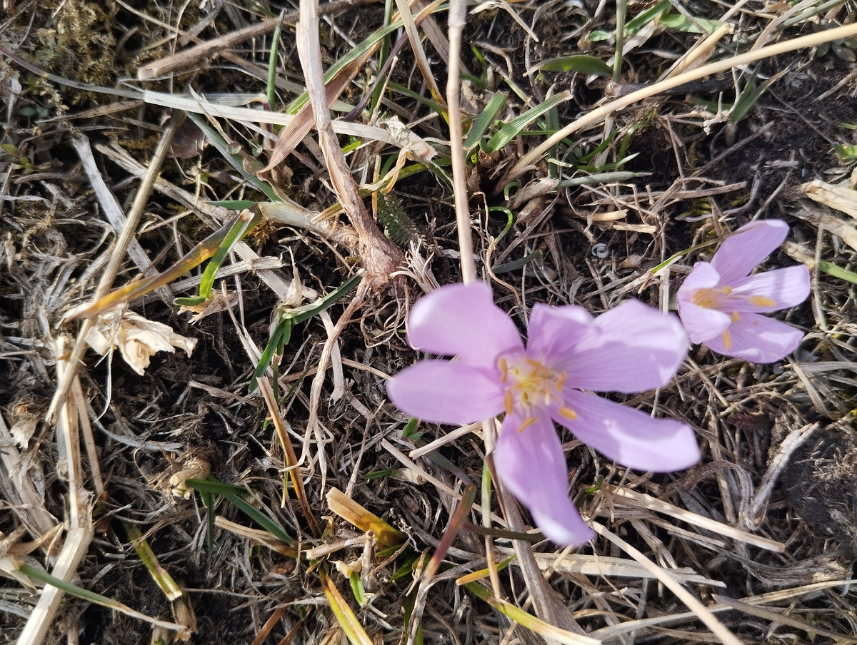 Не знаю, крокусы ли это, но вчера, 12 марта был их день. Цветы из ущелья для весеннего настроения