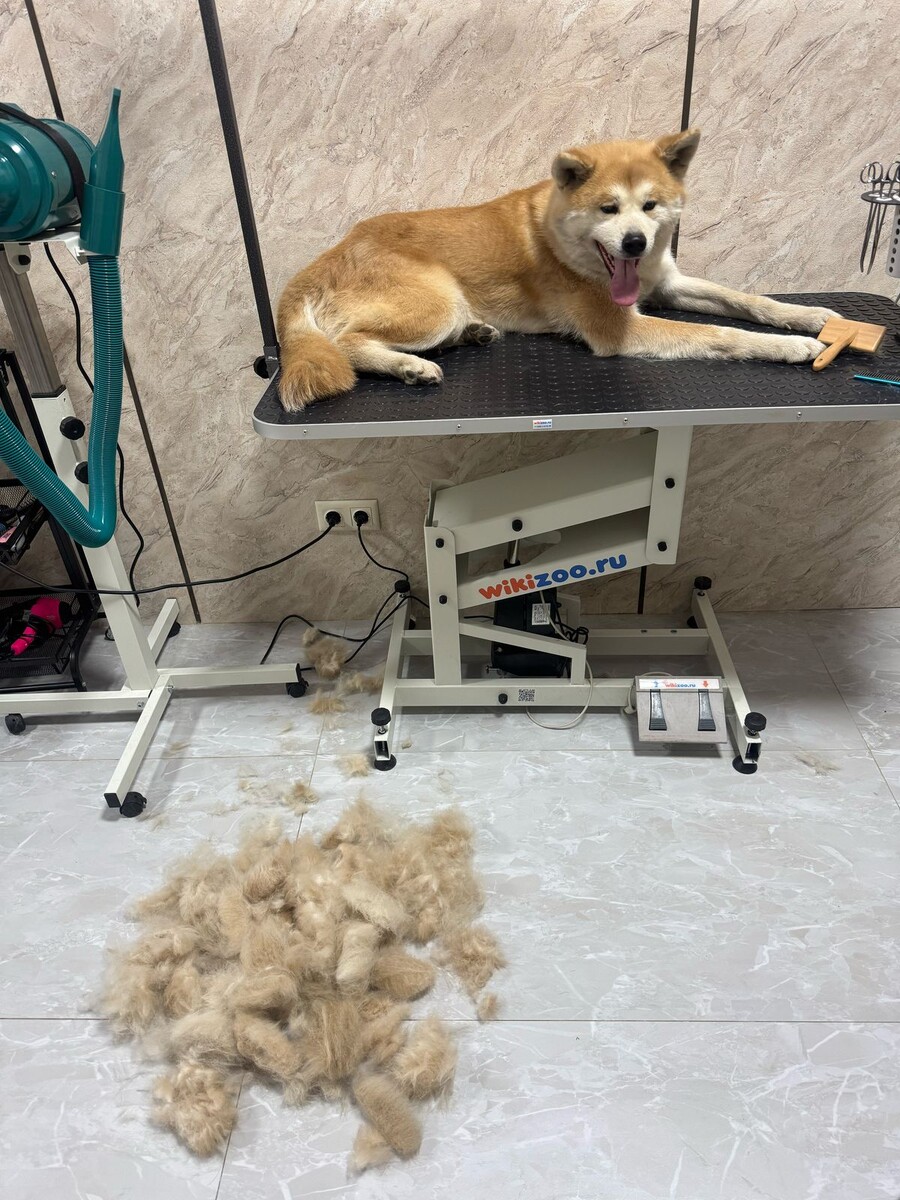 🌟 Уход за акитой: главное о шерсти и вычесывании 🌟Акита — обладатель роскошной двойной шерсти: жесткий остевой волос + мягкий подшерсток.✨ Основные правила:🌸 Вычесывание: 2-3 раза в неделю, в линьку — ежедневно. Инструменты: пуходерка, фурминатор, гребень.🌸 Не стригите! Шерсть защищает от перегрева и холода.🌸Купание: раз в 3-4 месяца с шампунем для жесткой шерсти.🌸 Уделяйте внимание ушам (чистка раз в неделю), когтям (стрижка по мере роста)Регулярный груминг = здоровая кожа, блестящая шерсть и довольный акита! 🐕