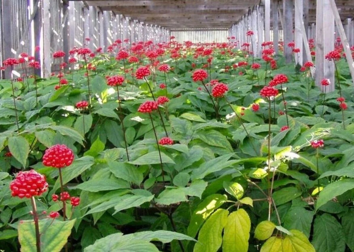 Женьшень. Картинка из интернета 