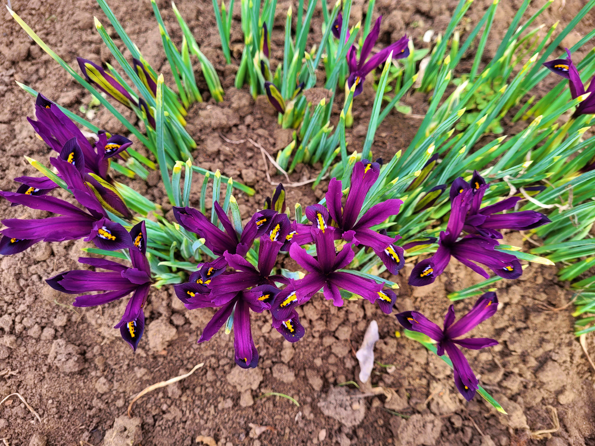 Ранние ирисы