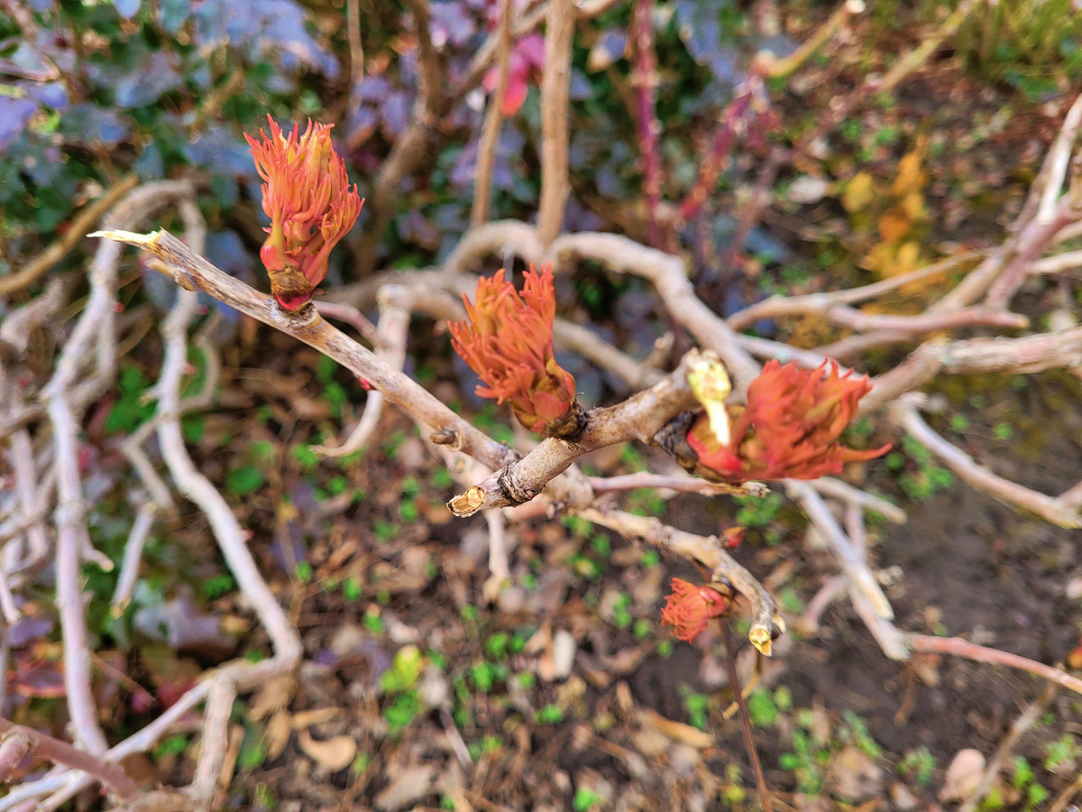 Пион древовидный