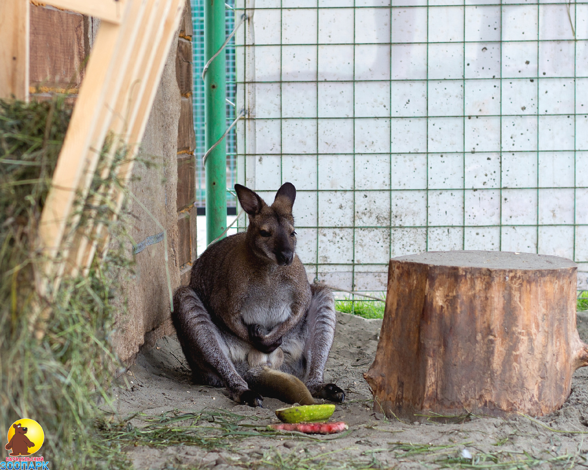 Фото сайт барнаульского зоопарка.
