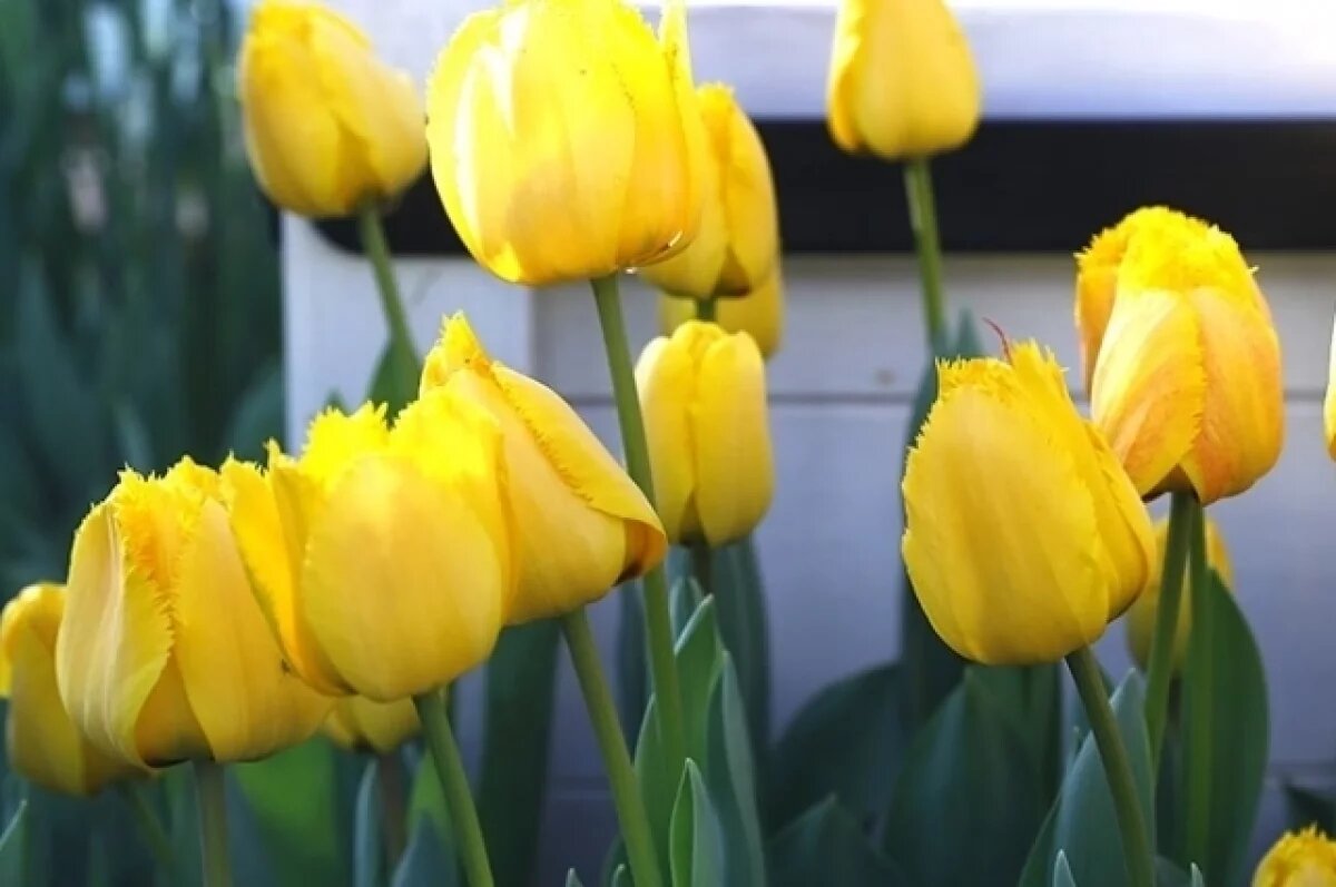    Пермский врач Сафронова объяснила опасность тренда с поеданием тюльпанов
