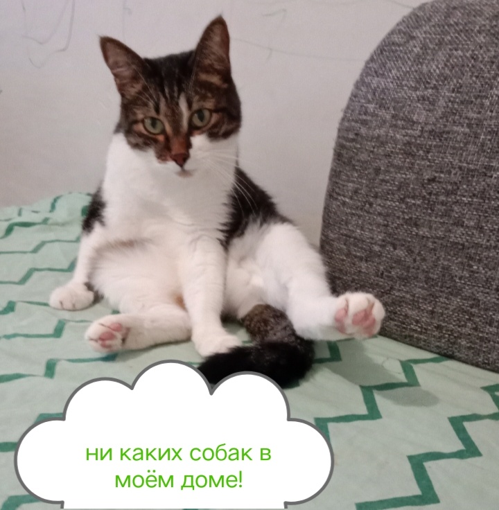 Афоризмы про конфеты прикольные. А я вот разрешаю. А я вот разрешаю. А я вот разрешаю. Больше хороших новостей картинки.