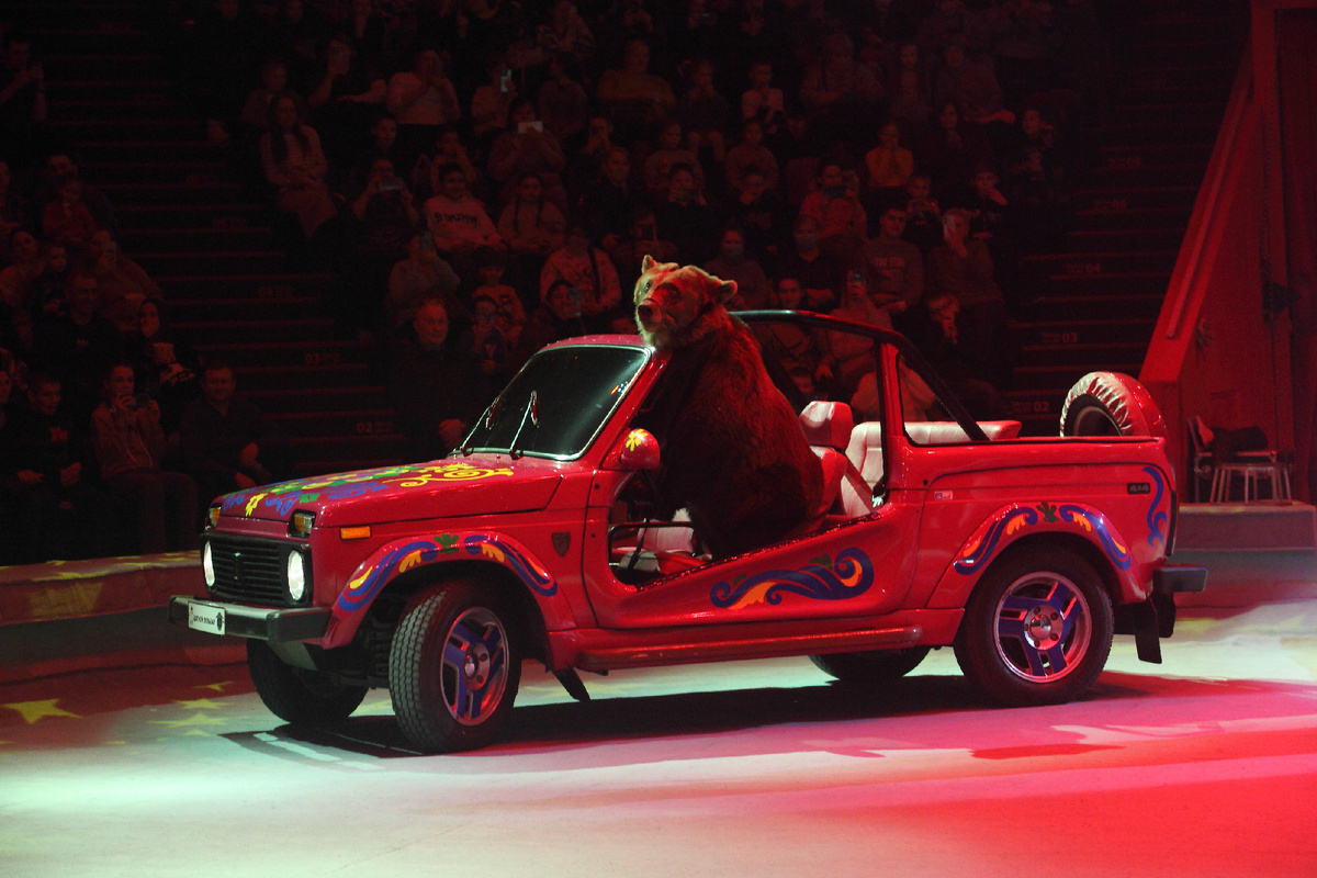 Медведи п/у народного артиста РФ Виктора Кудрявцева и заслуженной артистки РФ Ольги Кудрявцевой в программе Казансокго цирка "Удивительная история".