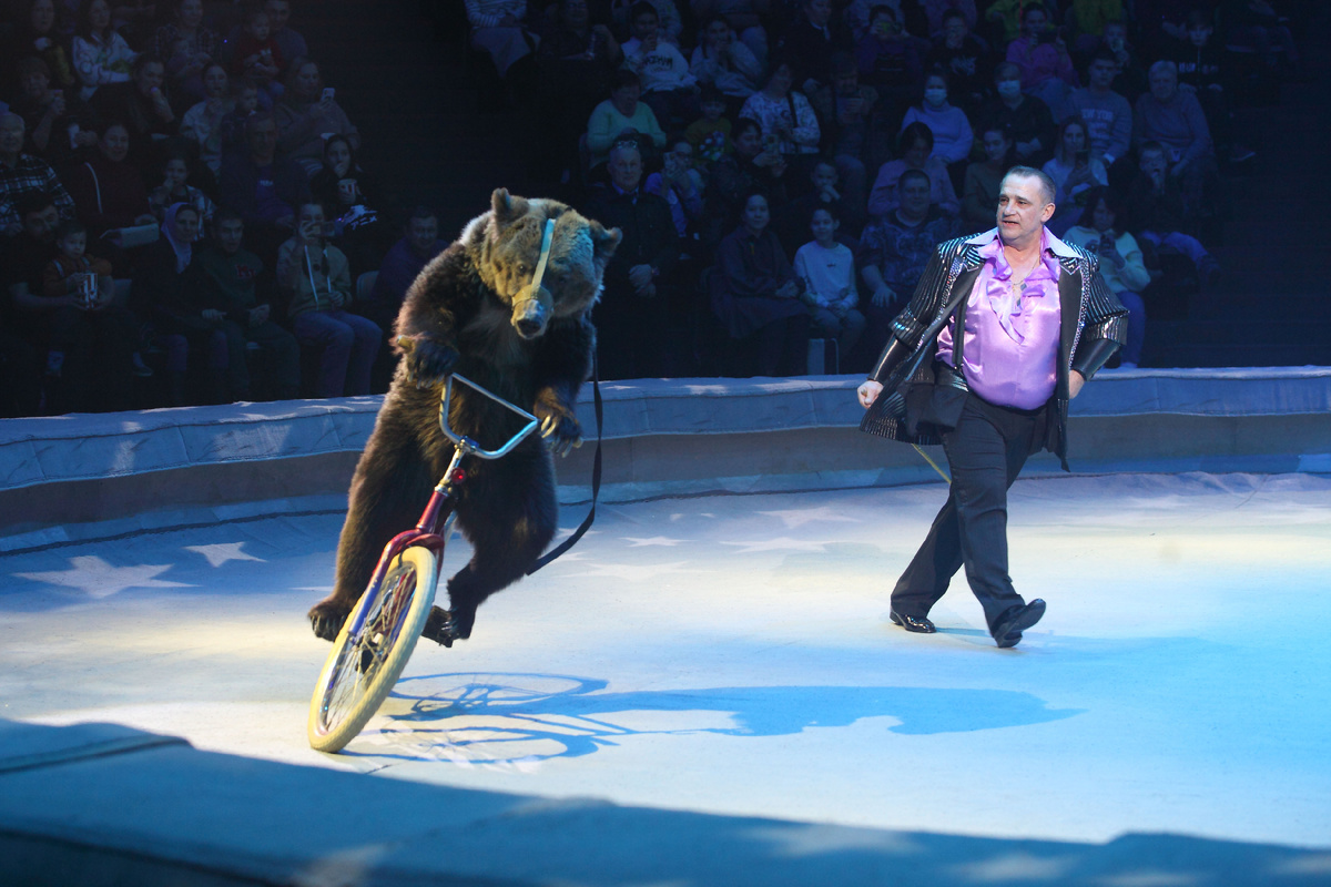 Медведица Прима п/у народного артиста РФ Виктора Кудрявцева и заслуженной артистки РФ Ольги Кудрявцевой в программе Казанского цирка "Удивительная история".