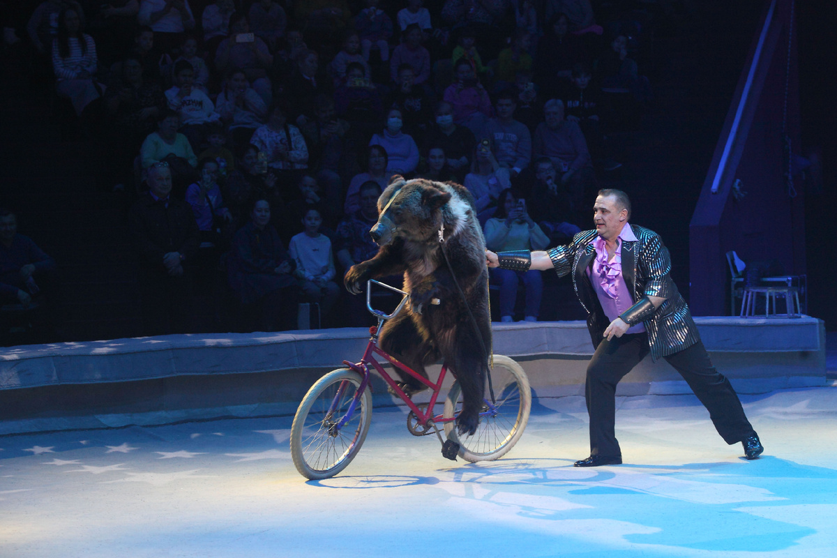 Медведица Прима п/у народного артиста РФ Виктора Кудрявцева и заслуженной артистки РФ Ольги Кудрявцевой в программе Казанского цирка "Удивительная история".