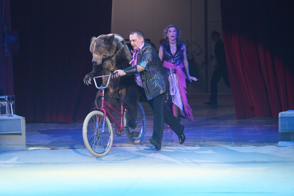 Медведица Прима п/у народного артиста РФ Виктора Кудрявцева и заслуженной артистки РФ Ольги Кудрявцевой в программе Казанского цирка "Удивительная история".