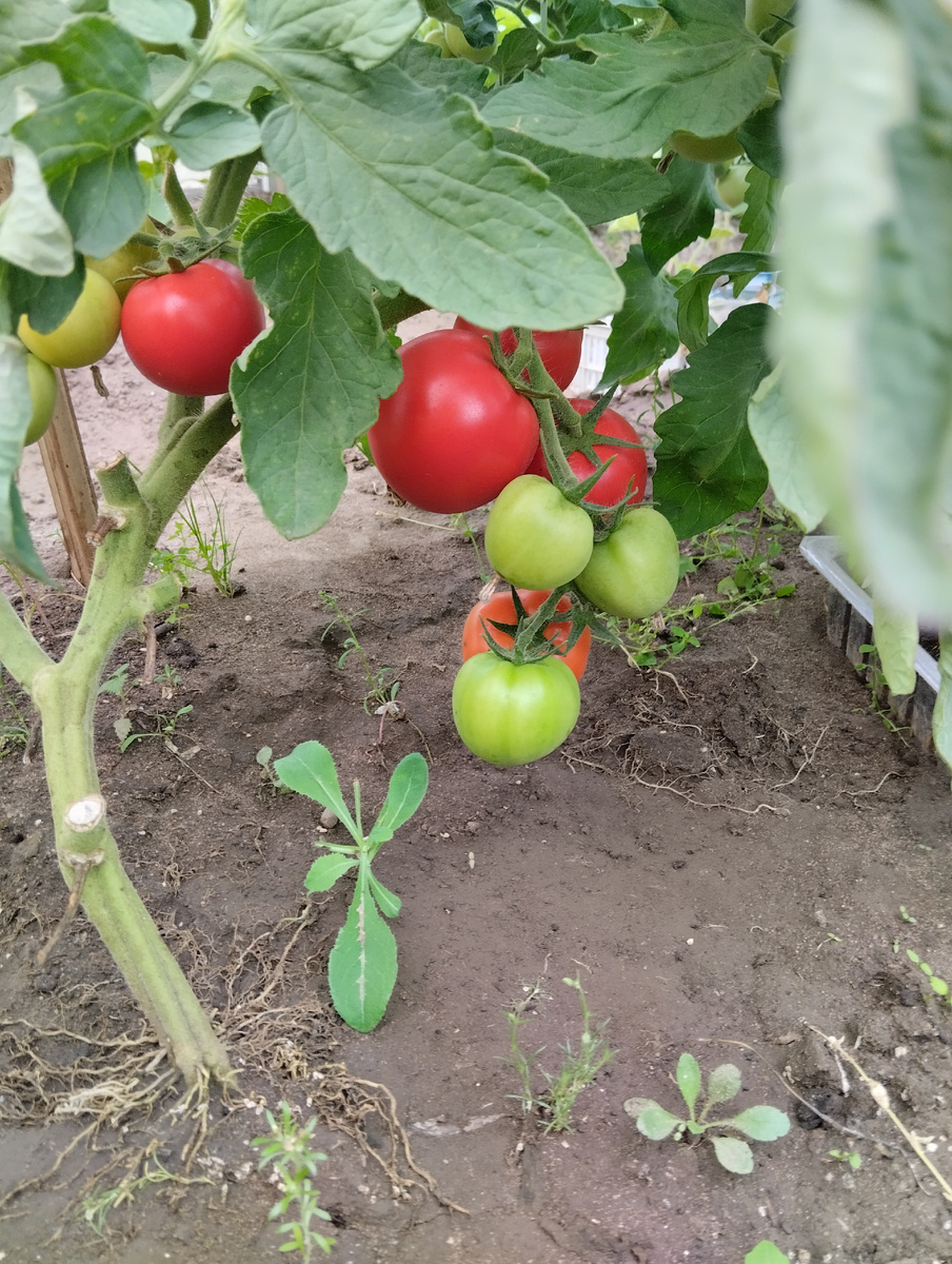 Сорт "Любаша F1"