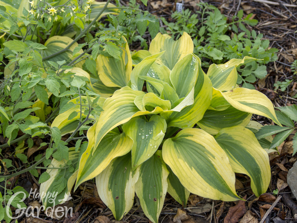 Хоста Goodness Gracious и какой-то томат