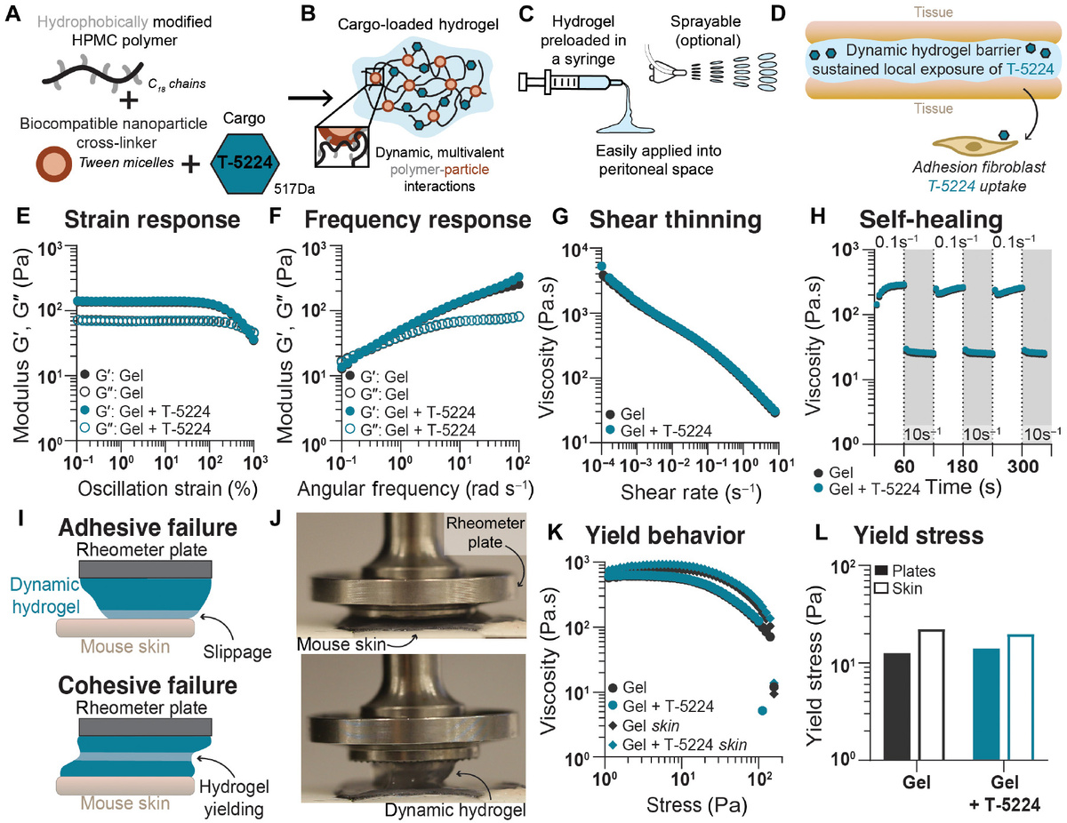   Deshka S. Foster et al. / Science Translational Medicine, 2025