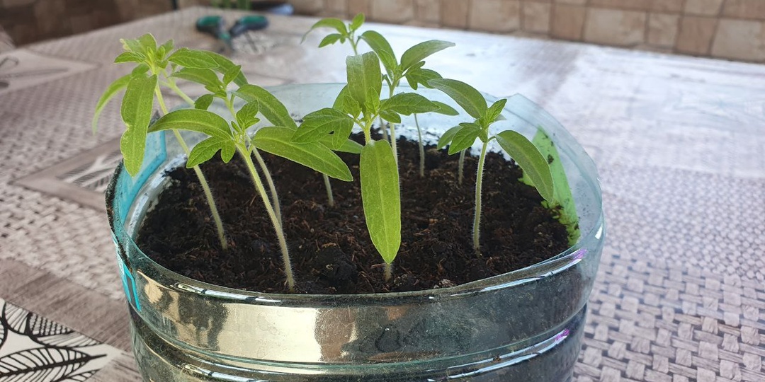 Пикировка помидоров: как правильно посадить и чем подкормить рассаду томатов?