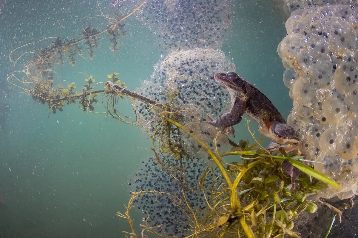 Фотография с итальянского фотоконкурса — Siena International Photo Awards! (2024), с самцом прыткой лягушки (Rana dalmatina) среди икры, под авторством Fabio Savini, почетное упоминание в номинации "The Beauty of Nature"