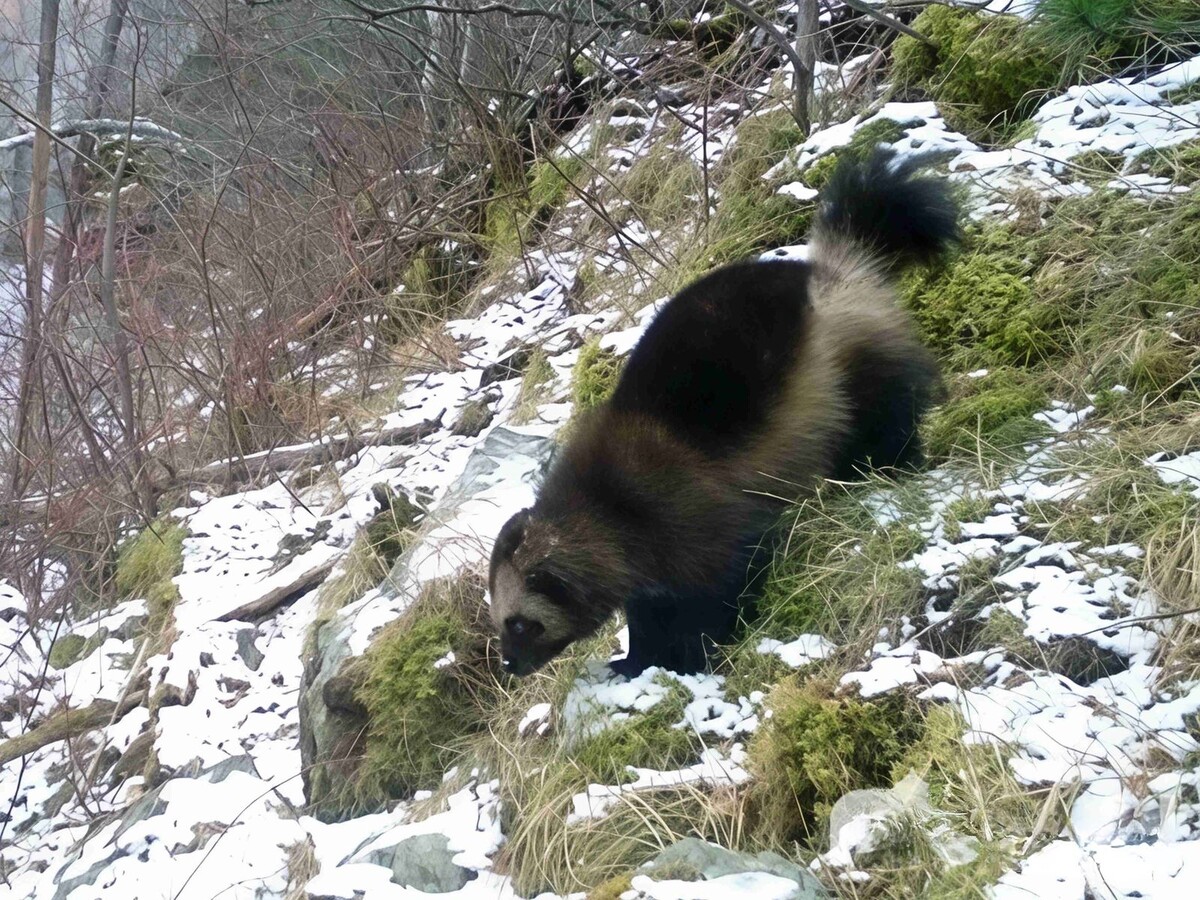     Редкие снимки росомахи опубликовал Саяно-Шушенский заповедник
