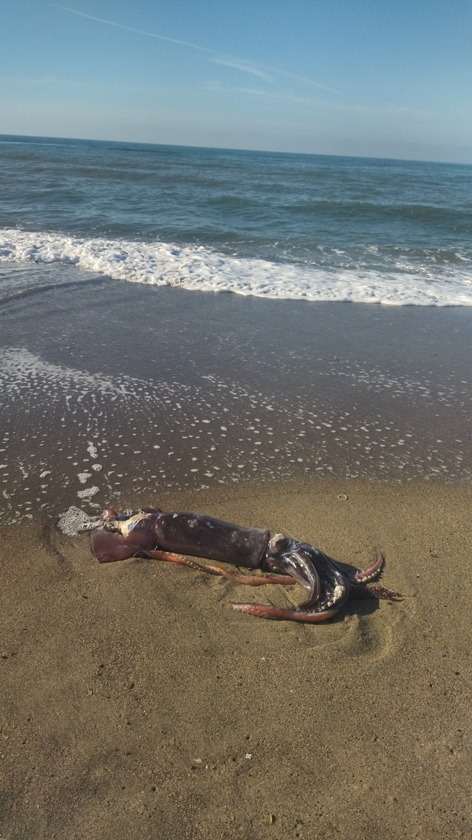 На побережье Рима. Фото автора 