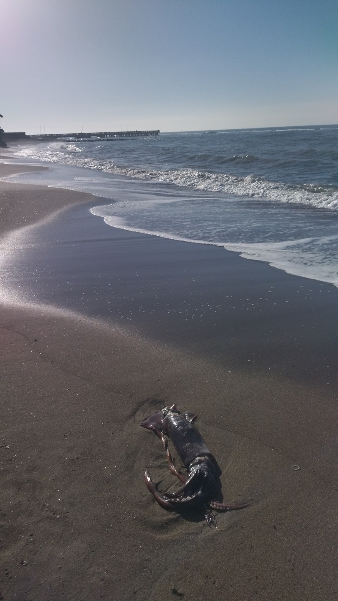 На побережье Рима. Фото автора 