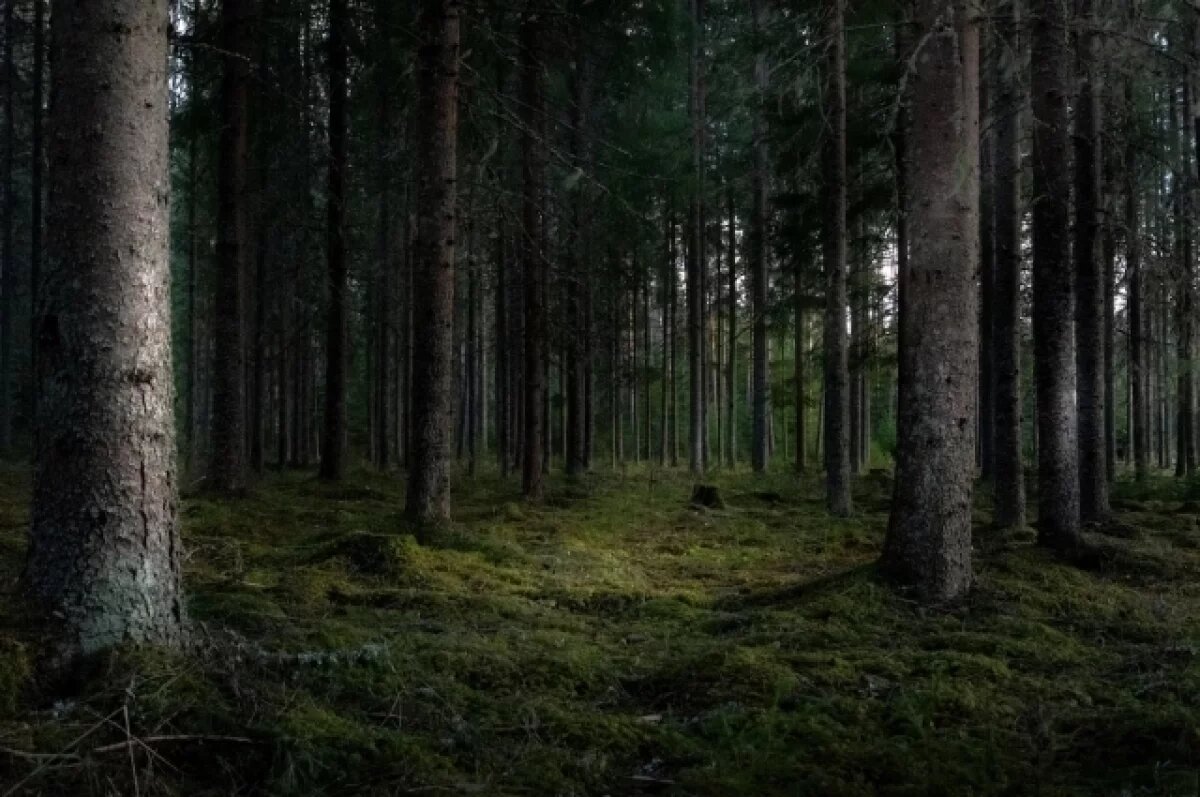    В пригороде Воронежа сожгут более 1500 аварийных и валежных деревьев