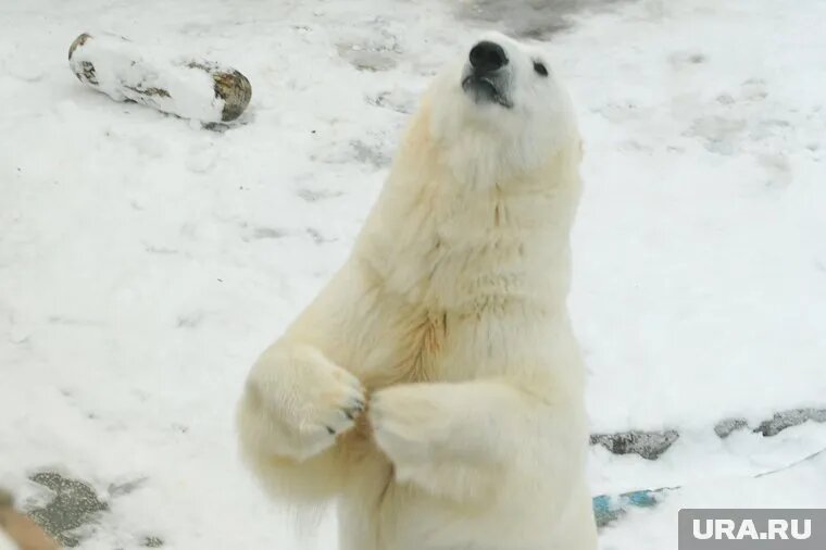 Родители маленькой медведицы не могут сами придумать имя малышу (архивное фото). Фото: Вадим Ахметов © URA.RU