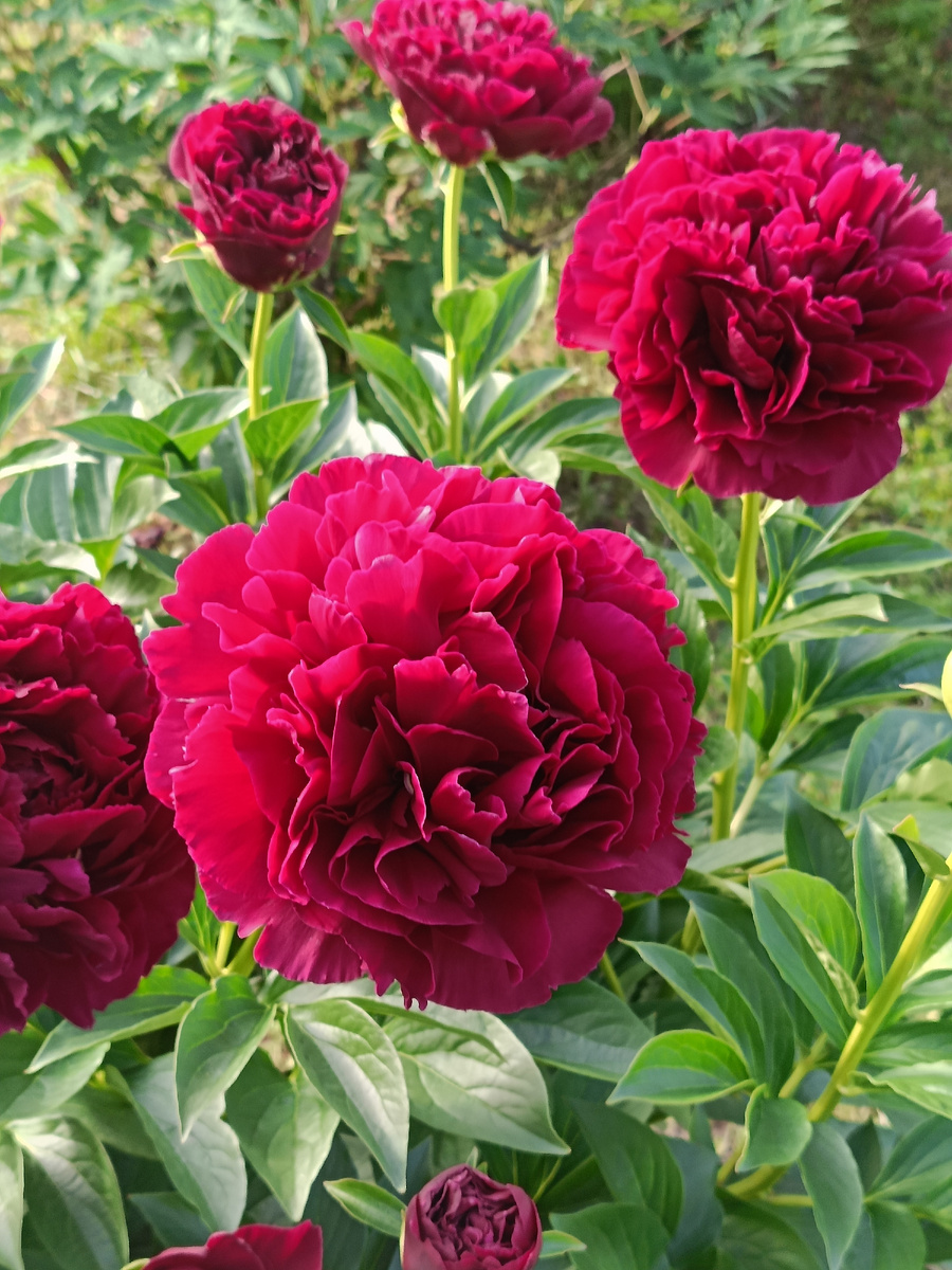 Красивейшие пионы в ботаническом саду