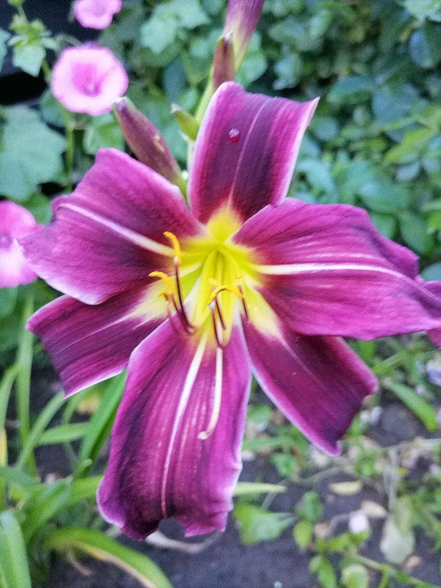 ликвидированные этой крысой (во всех смыслах этого слова) лилейники. На самом деле, он темнее, камера передает цвет не совсем точно. Листайте вправо, там есть еще фото цветов, которые уже, увы, не растут в моих цветниках