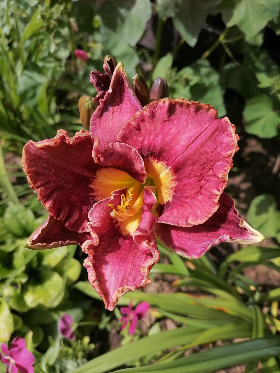 этого лилейника у меня тоже больше нет(((