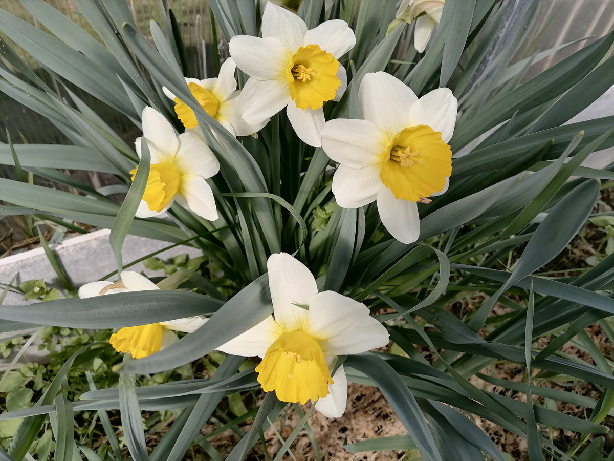 эти нарциссы много лет радовали нас, зацветая самыми первыми в теплице, но увы, больше радовать не будут. Они хотя и совсем простые, но зацветали рано и были очень крупными