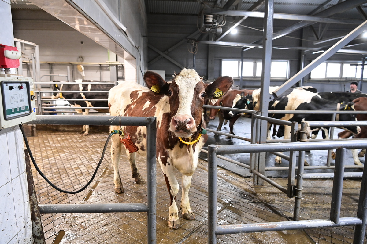 Фото: «Республика» / Сергей Юдин  📷
