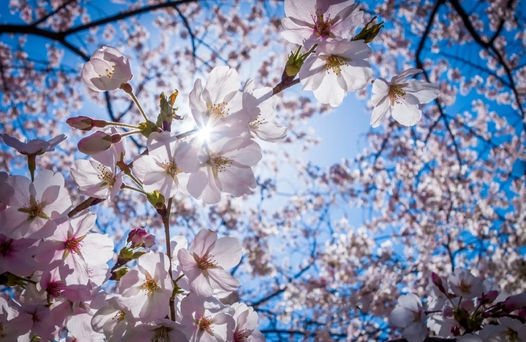 Когда зацветают вишни ,я вспоминаю этот случай.