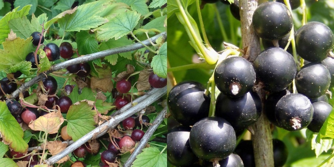 Делаю весеннюю обрезку смородины в марте правильно. 5 ошибок забирали половину урожая раньше