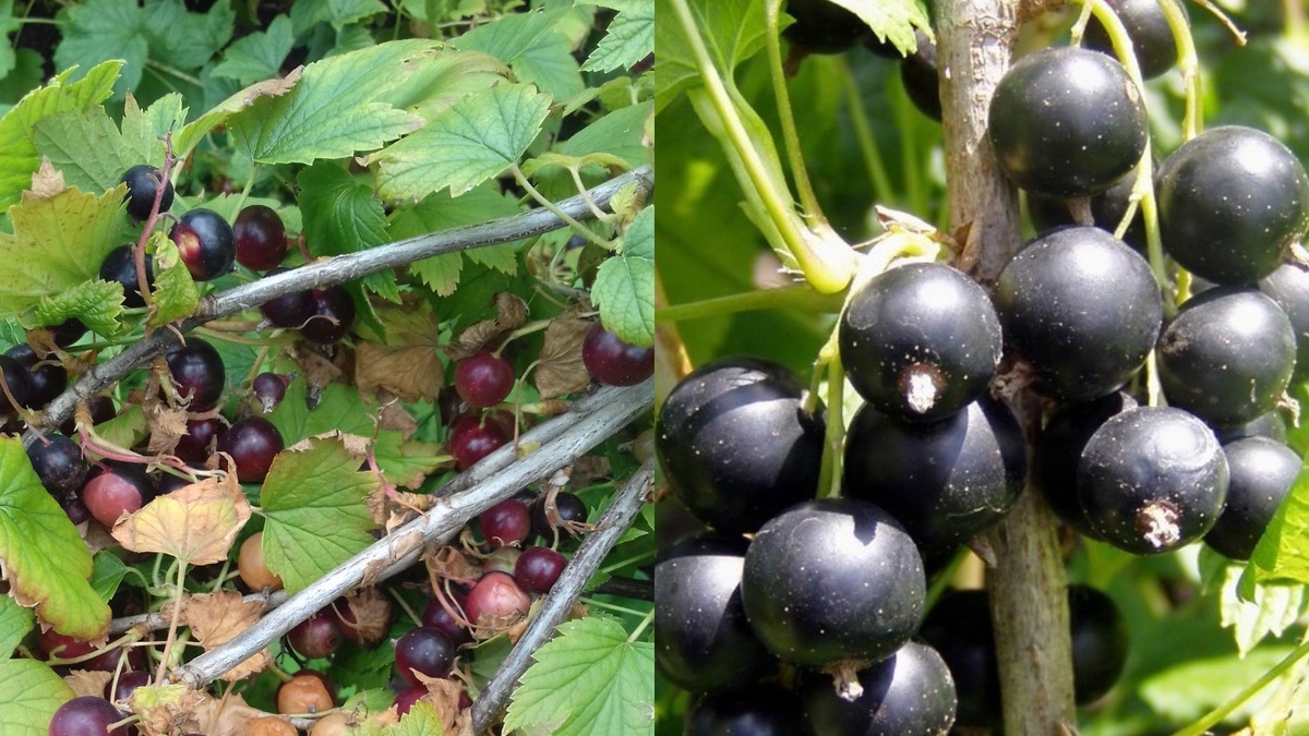 Результат правильной и неправильной обрезки смородины