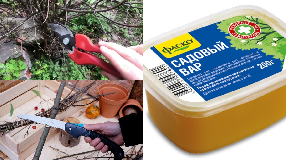 Минимальный набор инструментов для грамотной обрезки смородины