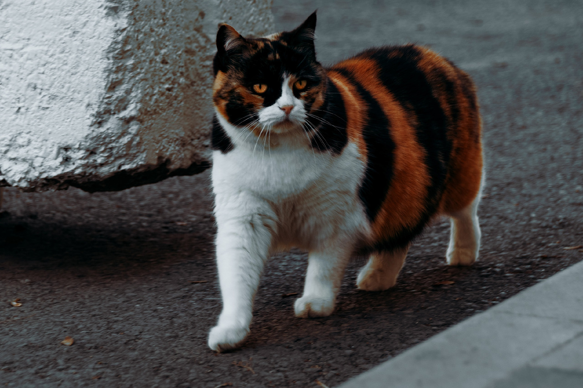 Фото: Сергей Удовиченко