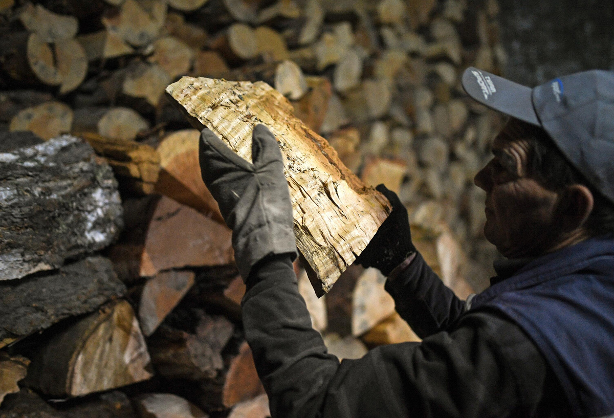 Заготовка древесины © Sputnik