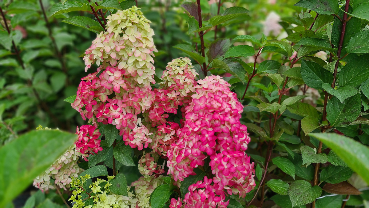 Фрейз Мелба. 17 августа