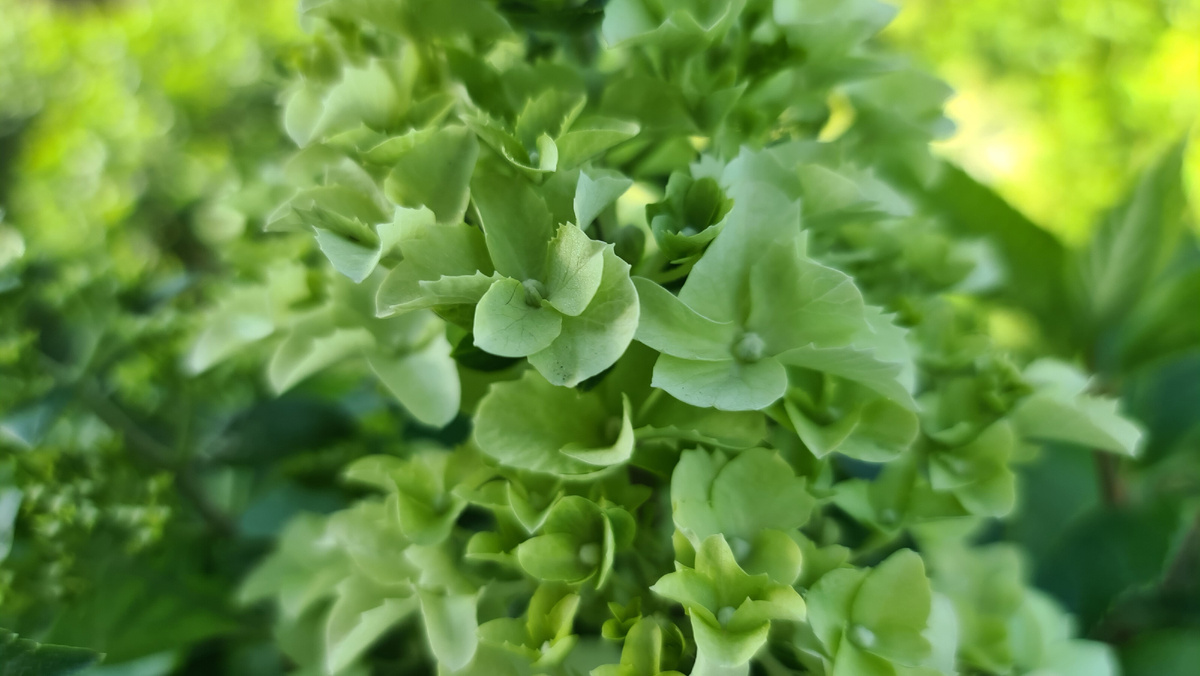 Начало цветения, 15 июля